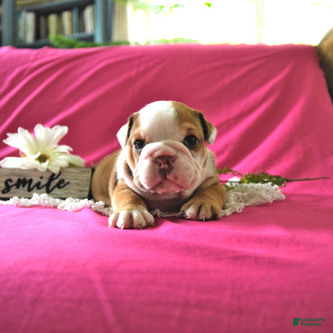English Bulldog dogs for sale: Kathy - Image 5