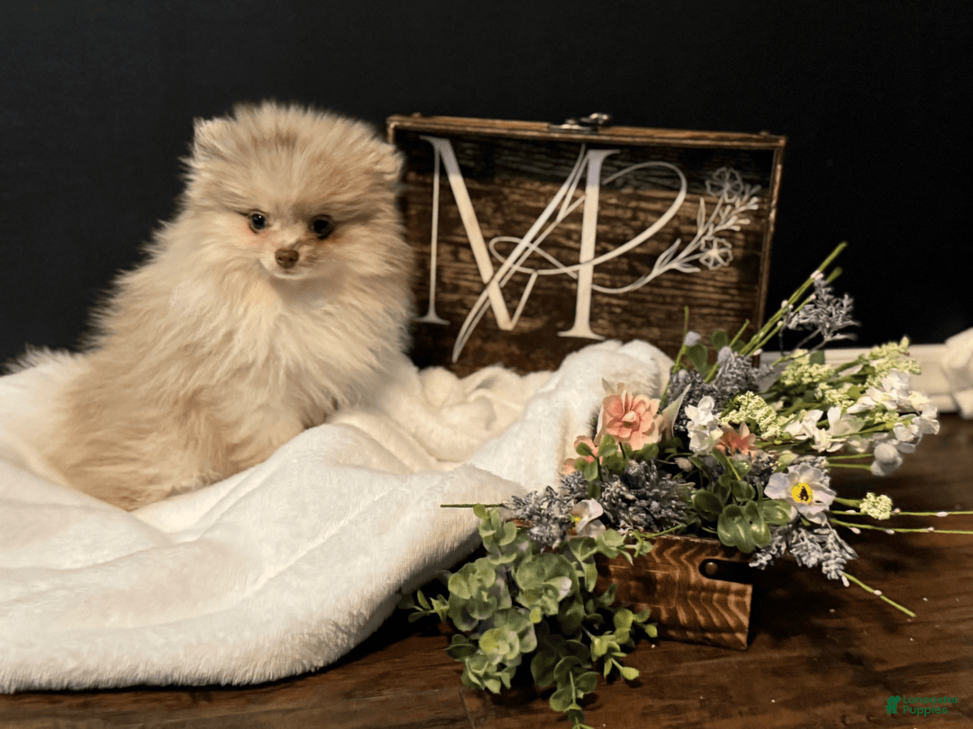 Pomeranian dogs for sale: Summer - Image 3