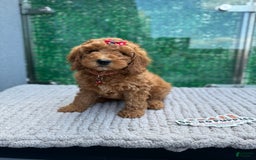 Mini Goldendoodle dogs for sale: Sunshine - Image 1