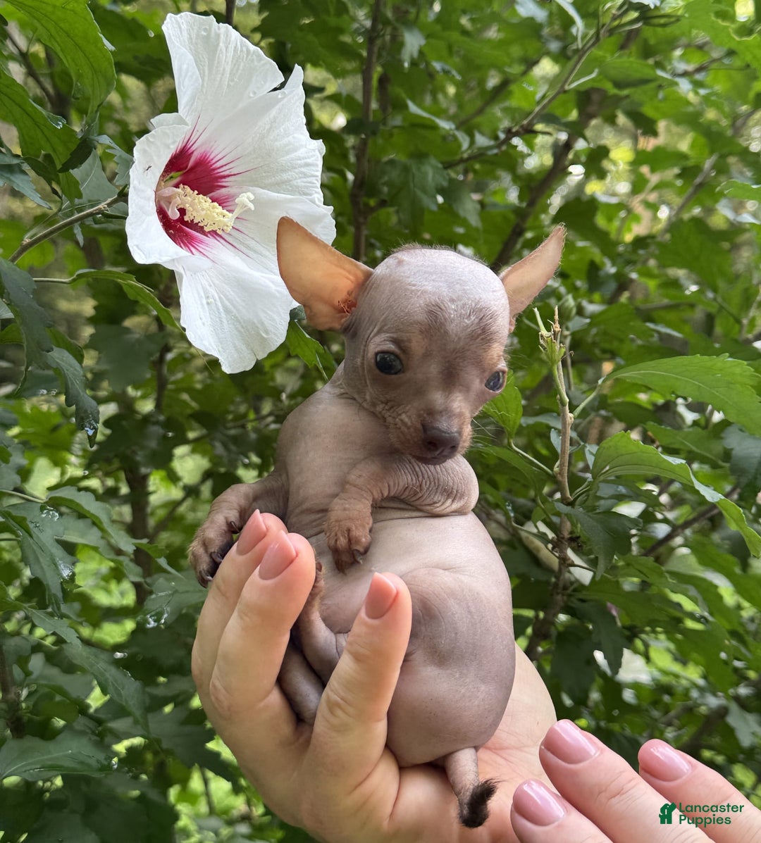 Chihuahua dogs for sale: Krillin - Image 3