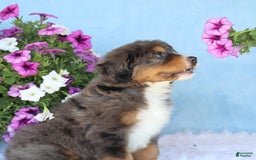 Mini Bernedoodle dogs for sale: Rocko - Image 2