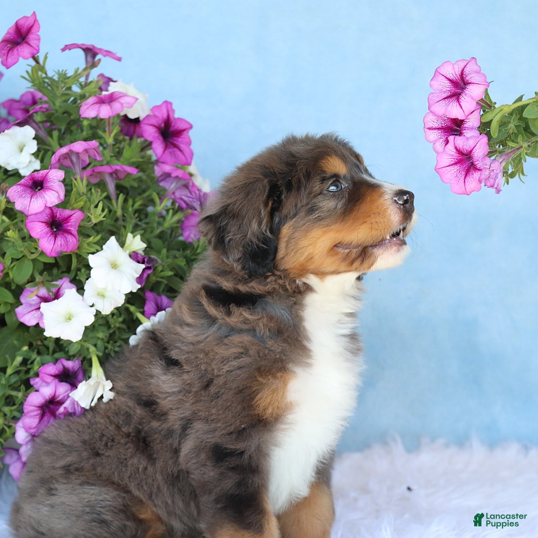 Mini Bernedoodle dogs for sale: Rocko - Image 2