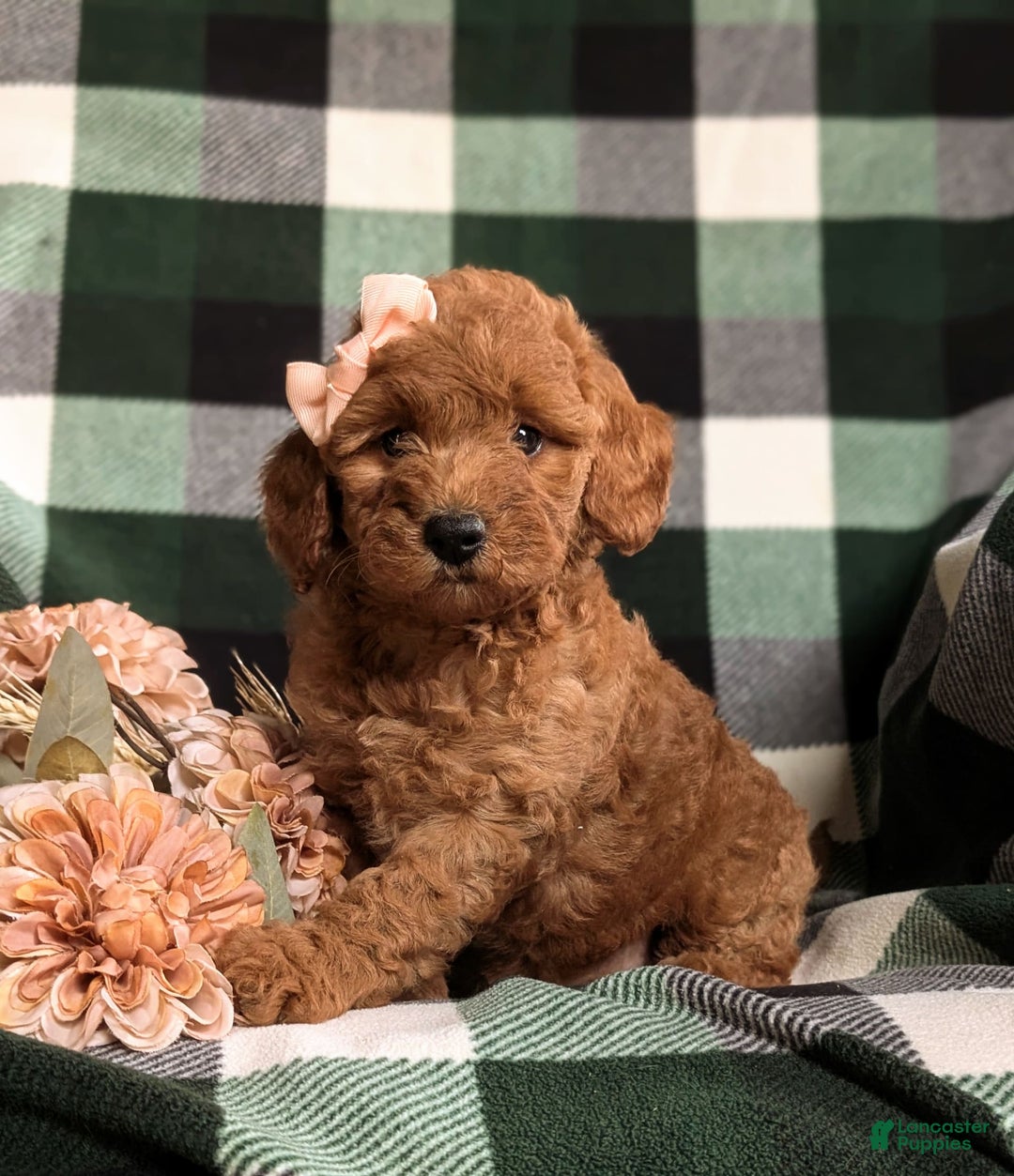  dogs for sale: Mini Goldendoodle 4 puppies - Image 10