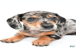 Miniature Dachshund dogs for sale: Jill - Image 5