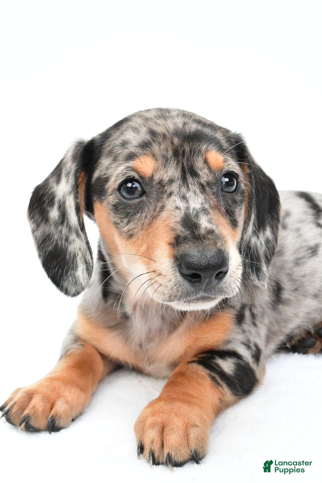 Miniature Dachshund dogs for sale: Jill - Image 5
