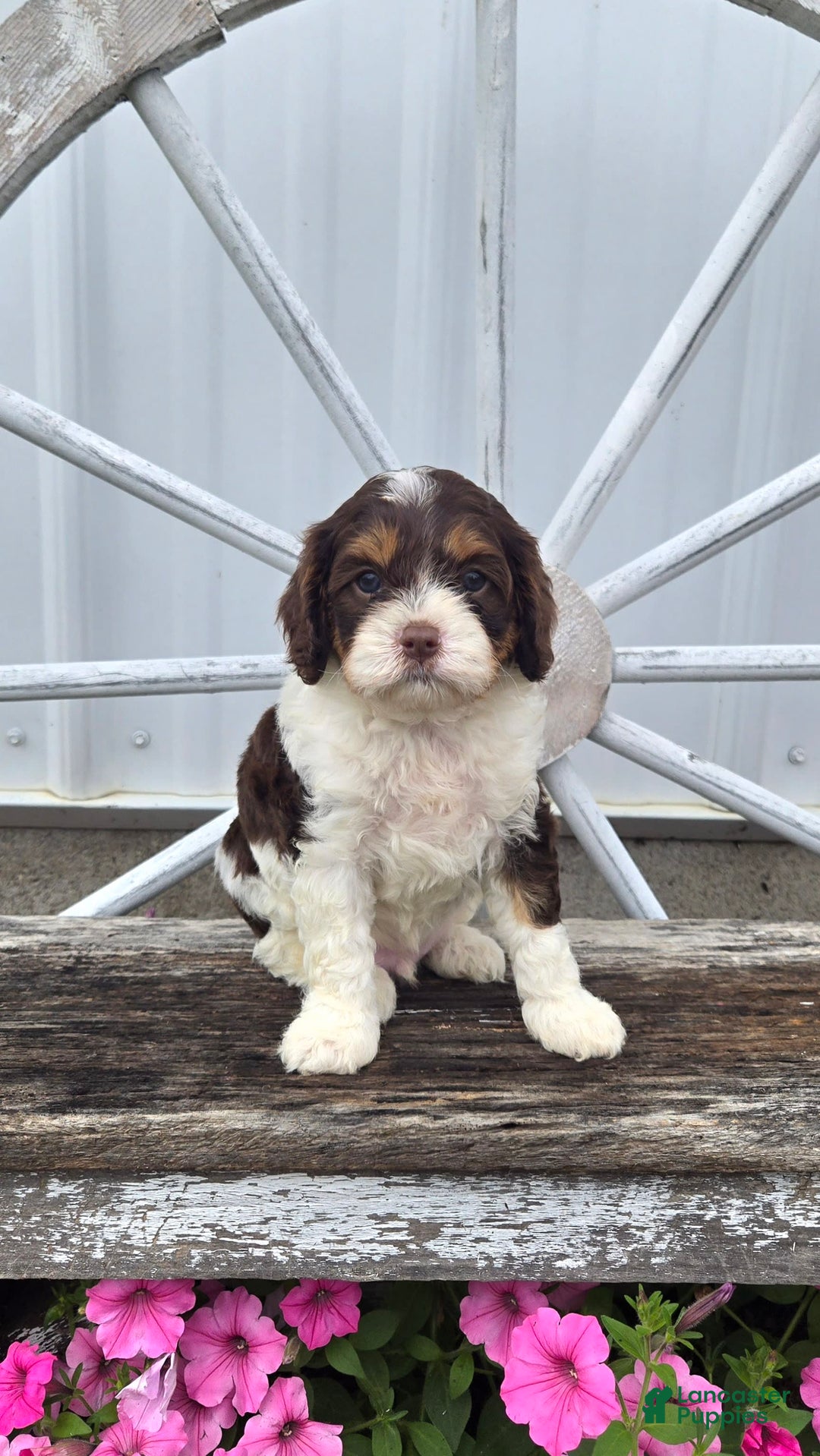 Cavapoo dogs for sale: Teddy - Image 6