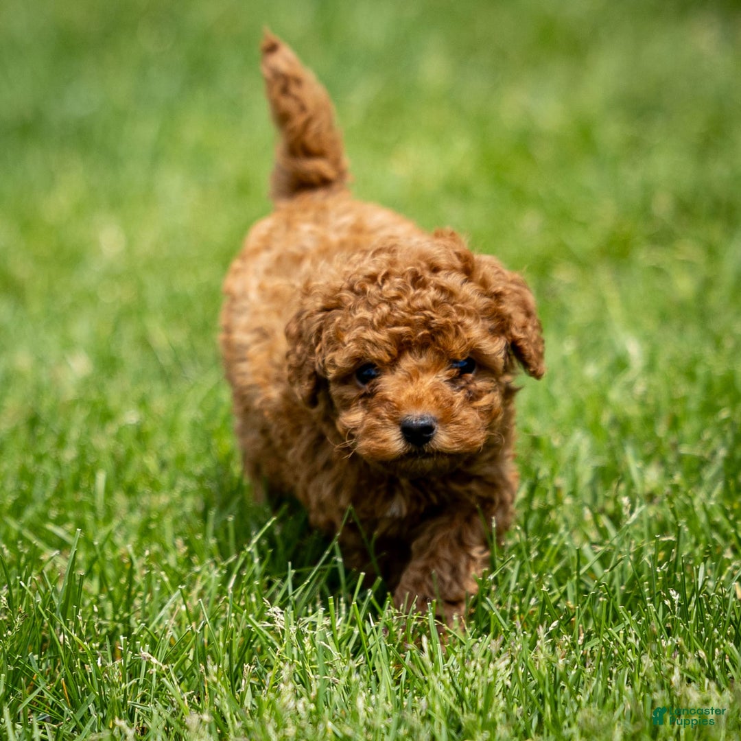 Toy Poodle dogs for sale: Maple Rose - Image 2