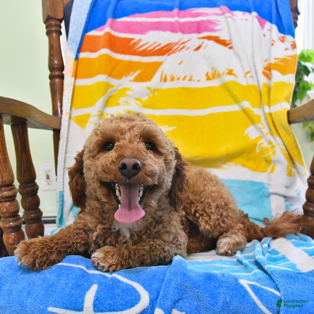 Mini Goldendoodle dogs for sale: Buster - Image 27