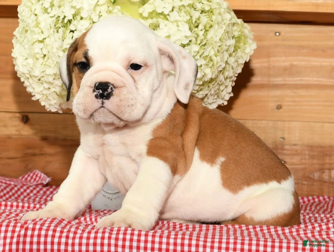 Beabull dogs for sale: Carson - Image 9