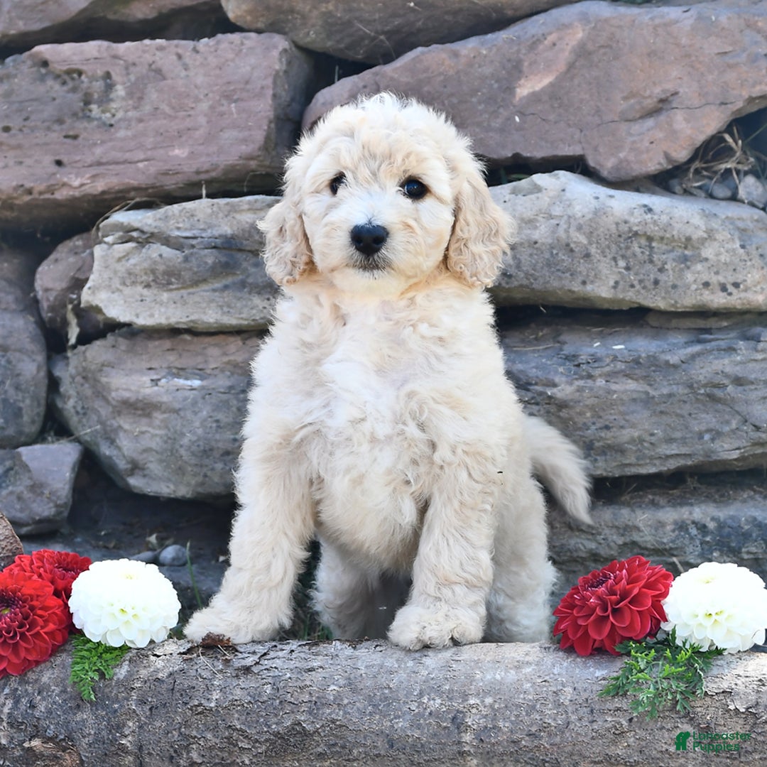 Mini Goldendoodle dogs for sale: Sandy - Image 4