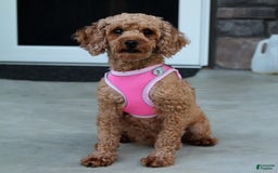 Toy Poodle dogs for sale: Tommy - Image 13