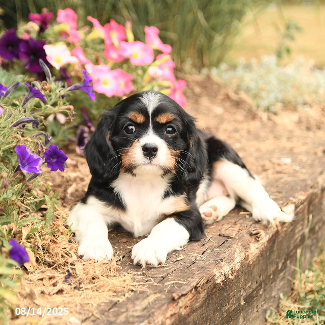 Cavalier King Charles Spaniel dogs for sale: Daisy - Image 5