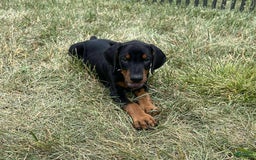 Doberman Pinscher dogs for sale: NINA - Image 2