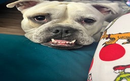 American Staffordshire Terrier dogs for sale: Ryder - Image 9