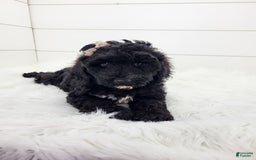 Cavapoo dogs for sale: Lexy - Image 3