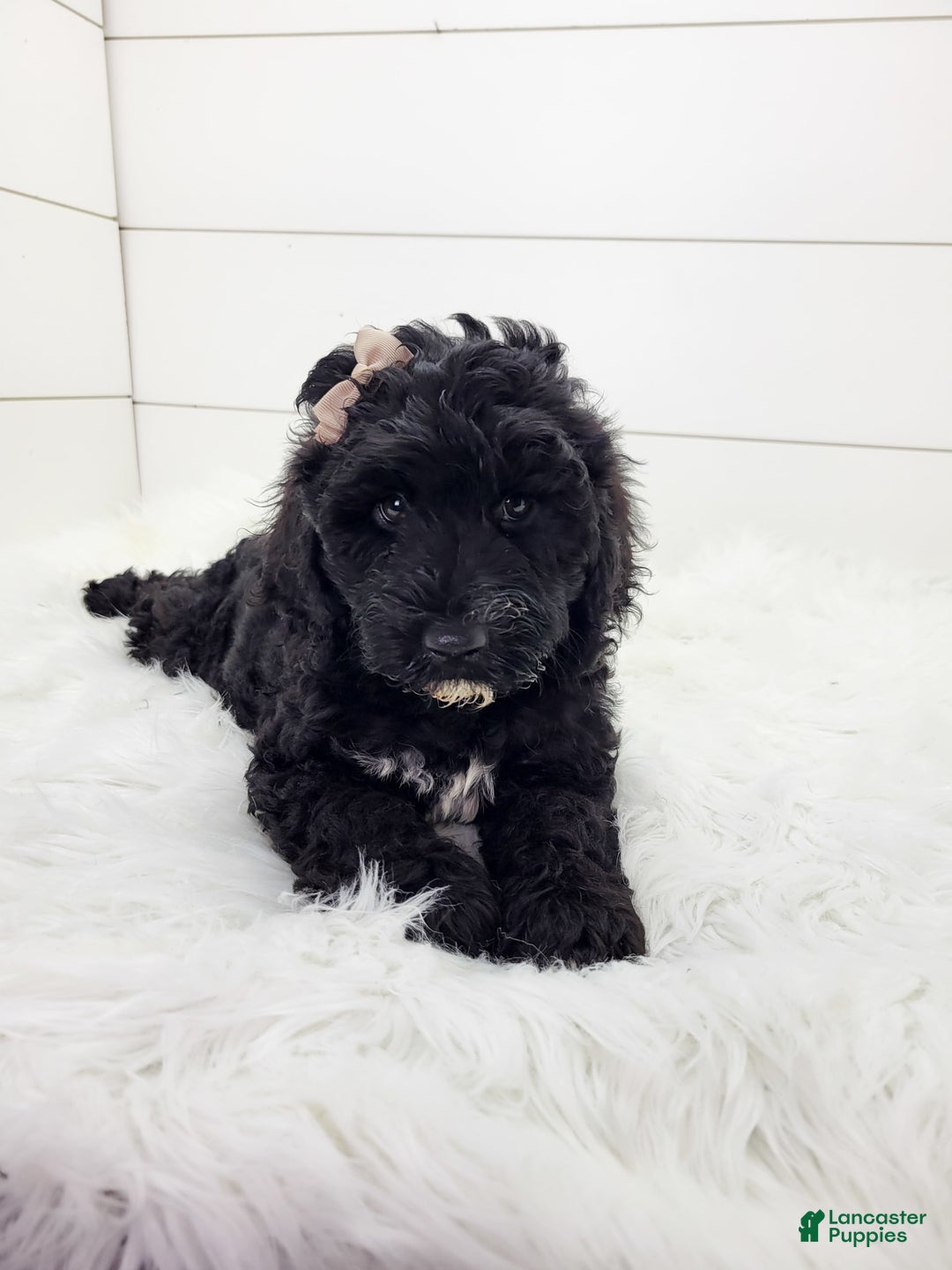 Cavapoo dogs for sale: Lexy - Image 3