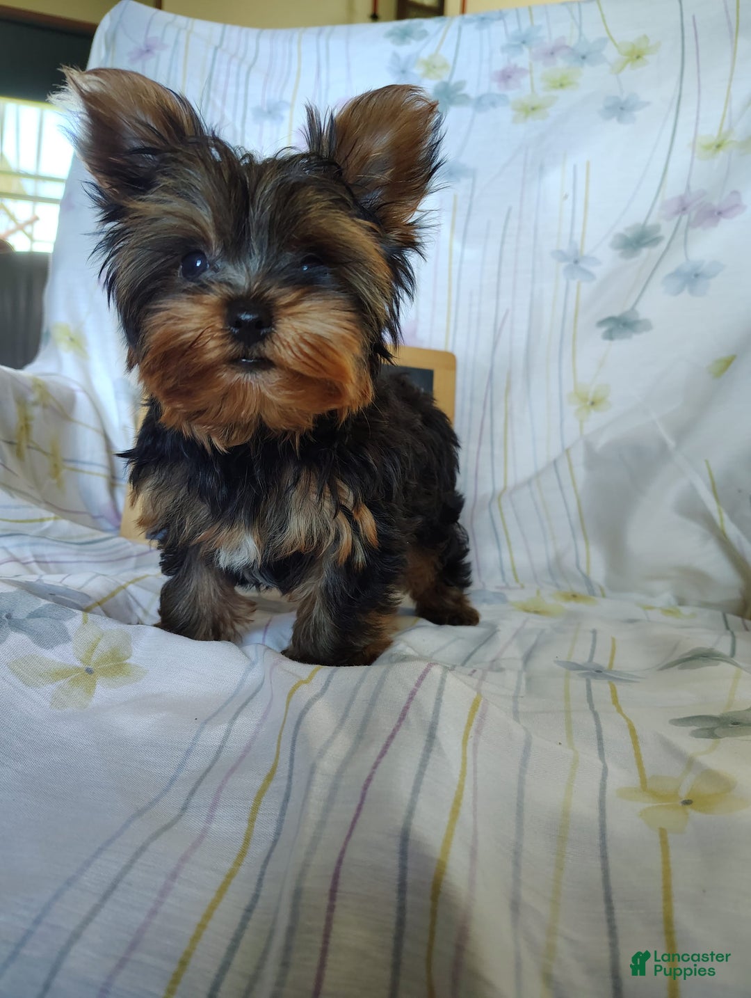 Yorkshire Terrier dogs for sale: Gene - Image 6