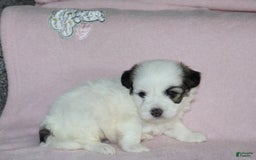 Teddy Bear dogs for sale: Hazel - Image 4