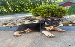 French Bulldog dogs for sale: Roscoe - Image 5