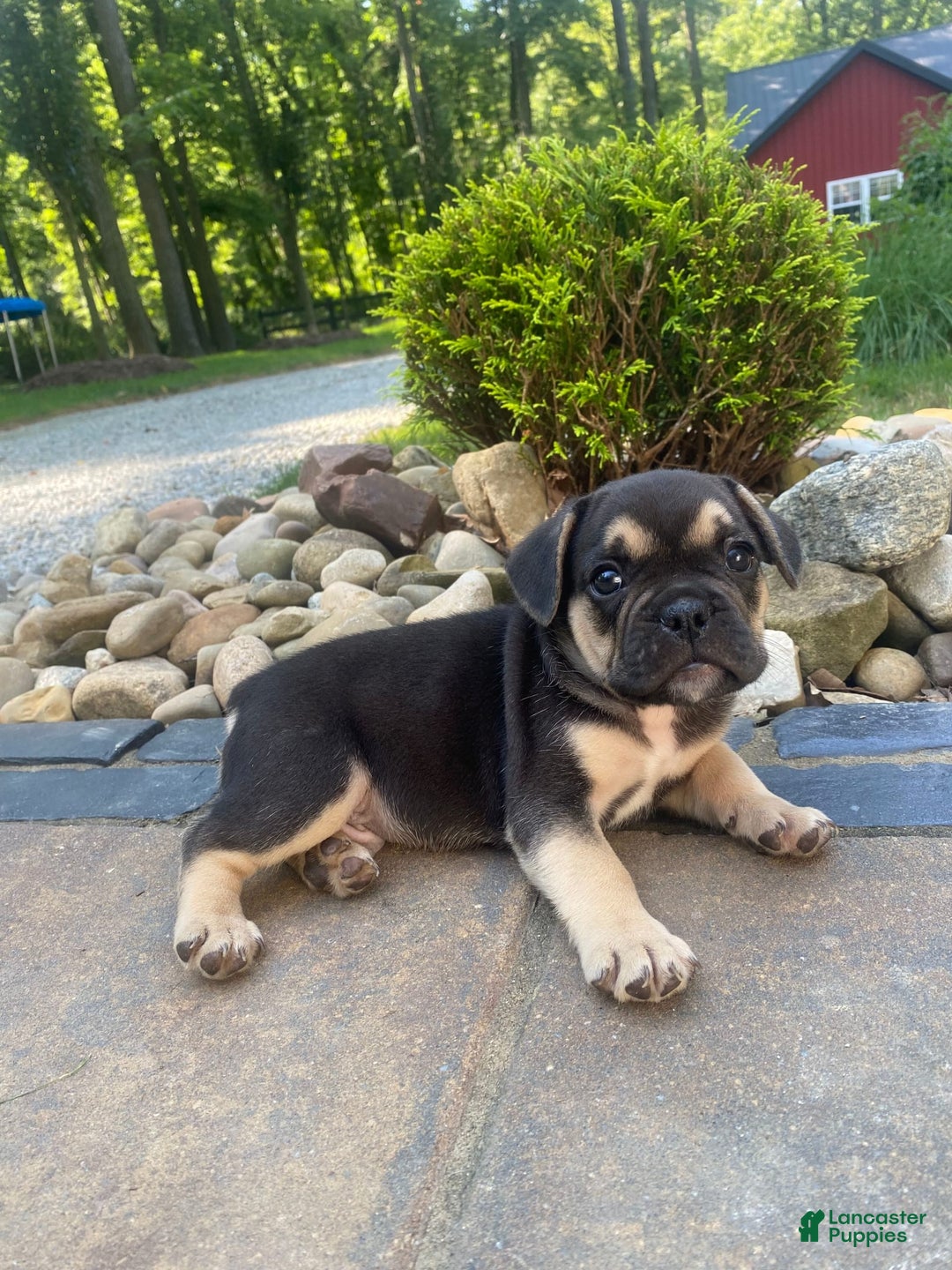 French Bulldog dogs for sale: Roscoe - Image 5