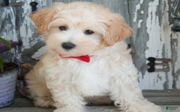 Maltipoo dogs for sale: Maltipoo 2 puppies - Image 2