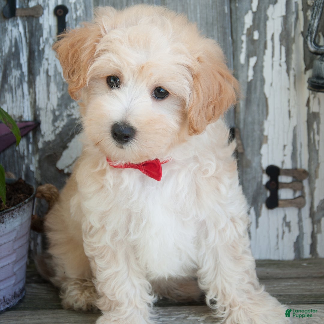Maltipoo dogs for sale: Maltipoo 2 puppies - Image 2