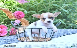 Chihuahua dogs for sale: Diana - Image 1