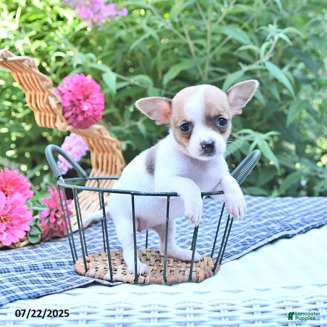 Chihuahua dogs for sale: Diana - Image 1