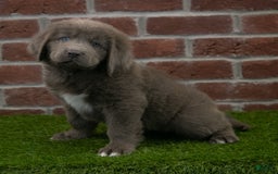 Newfoundland dogs for sale: Ginger - Image 4