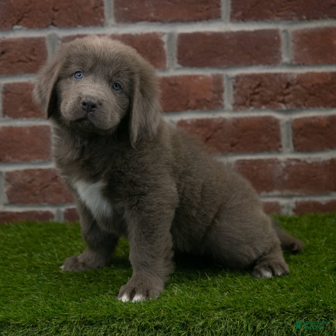 Newfoundland dogs for sale: Ginger - Image 4