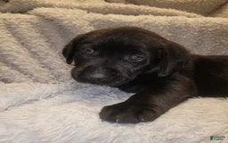 Labrador Retriever dogs for sale: Chase - Image 1