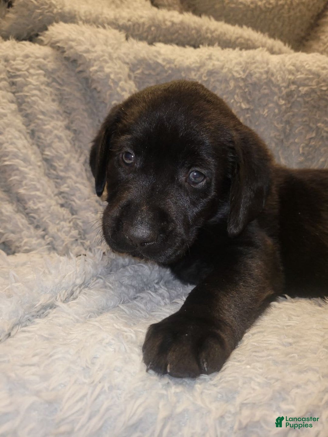 Labrador Retriever dogs for sale: Chase - Image 1