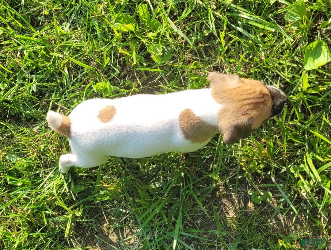 Jack Russell Terrier dogs for sale: Jack Russell Male Puck - Image 2