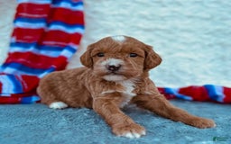 Mini Goldendoodle dogs for sale: Macy Mini F1b - Image 5