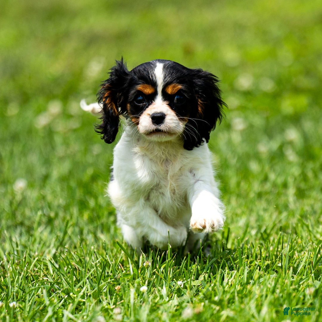 Cavalier King Charles Spaniel dogs for sale: Niki - Image 7