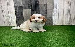 Maltipoo dogs for sale: Jolan - Image 5