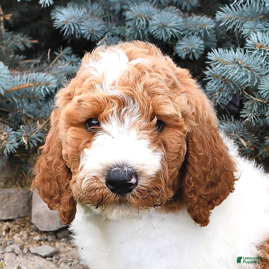 Standard Poodle dogs for sale: Daisy - Image 2