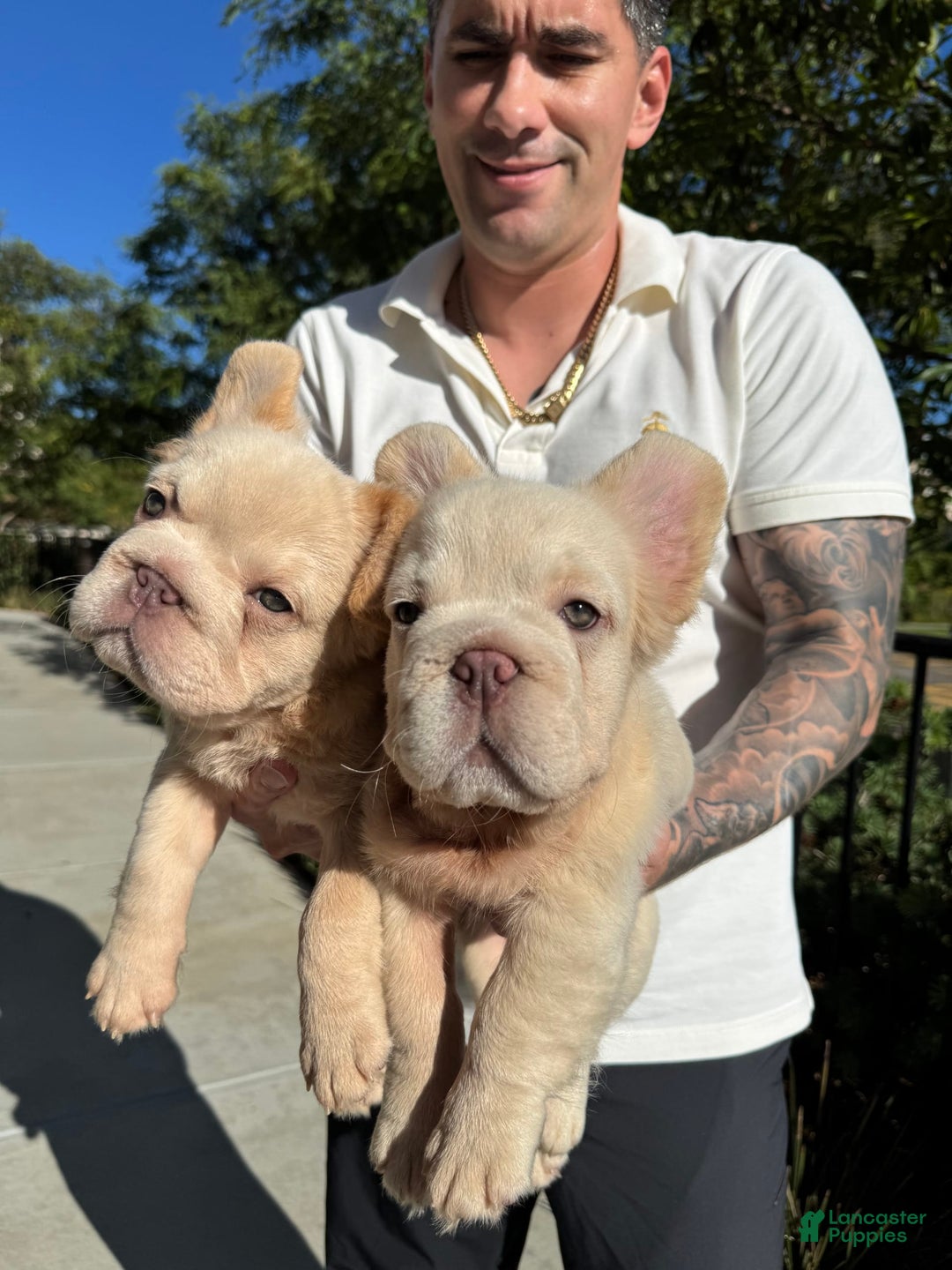 French Bulldog dogs for sale: Butterscotch - Image 5
