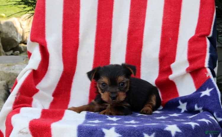 Yorkshire Terrier dogs for sale - Ad 4