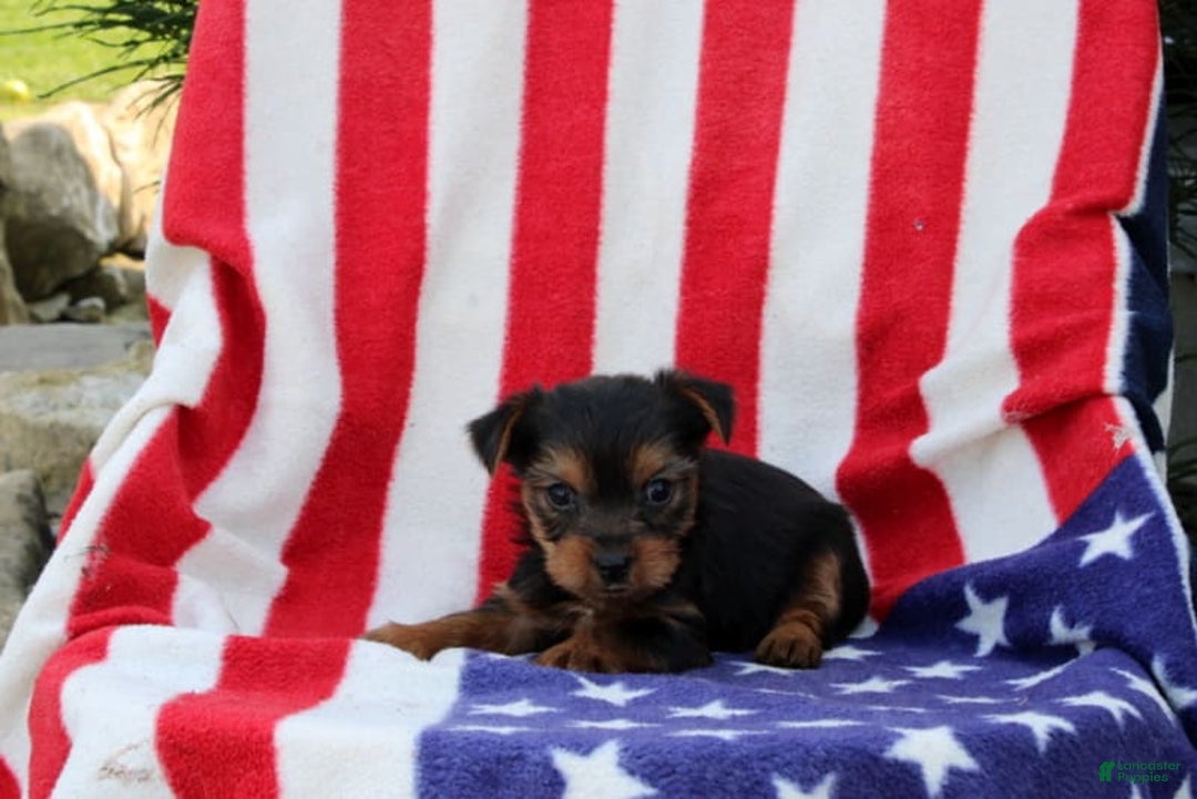 Yorkshire Terrier dogs for sale: Edwin - Image 1