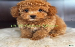 Toy Poodle dogs for sale: Little Boy - Image 1