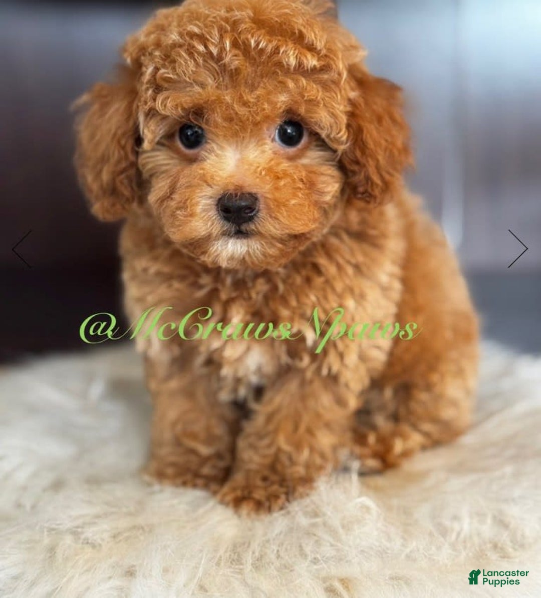 Toy Poodle dogs for sale: Little Boy - Image 1