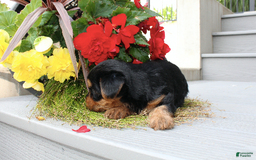 Yorkshire Terrier dogs for sale: Raymond - Image 3