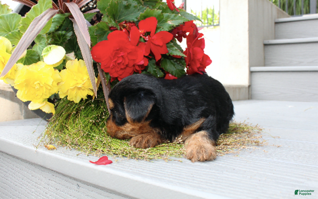 Yorkshire Terrier dogs for sale: Raymond - Image 3