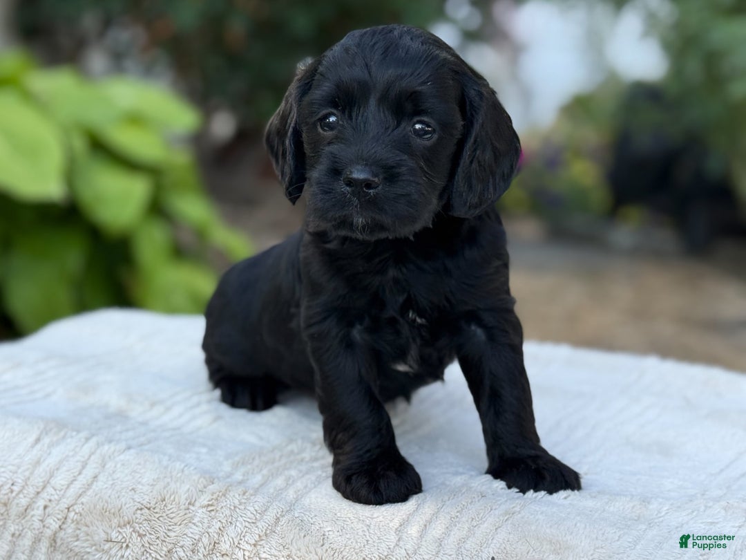 Cavapoo dogs for sale: Liam - Image 6