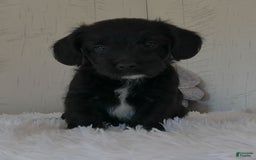 Yorkiepoo dogs for sale: Benson - Image 3