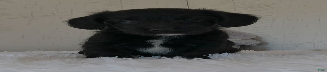 Benson