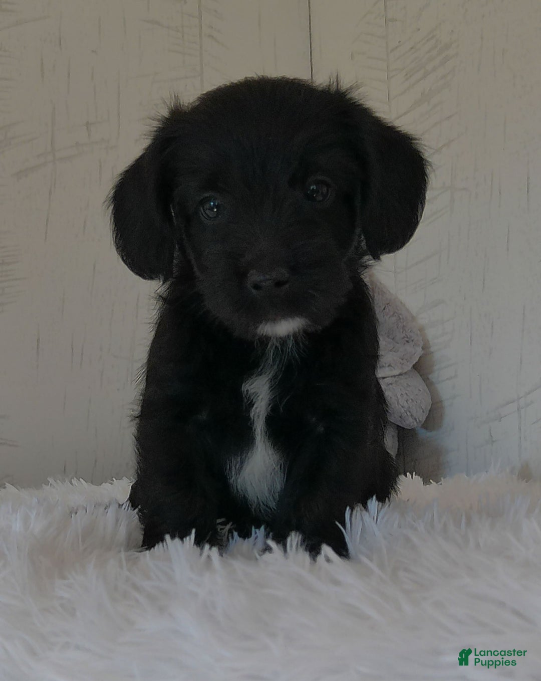 Yorkiepoo dogs for sale: Benson - Image 3
