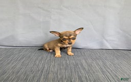 Chihuahua dogs for sale: Remi - Image 4