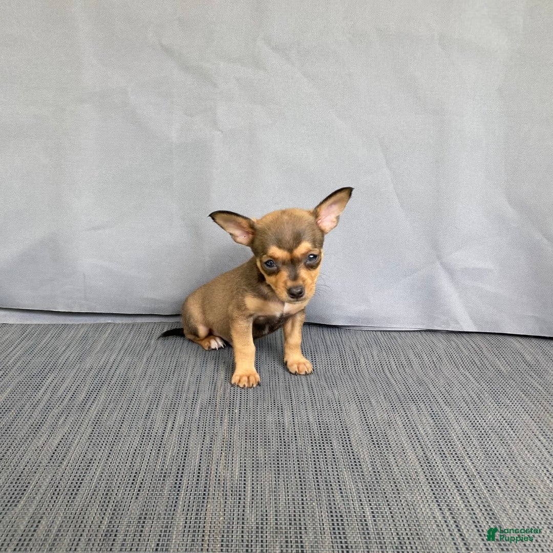 Chihuahua dogs for sale: Remi - Image 4